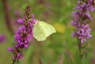 BUITEN BEELD Foto: 278217
