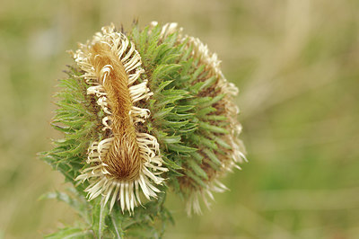BUITEN BEELD Foto: 278218