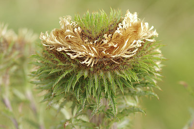 BUITEN BEELD Foto: 278219