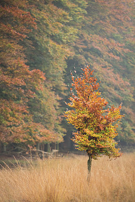 BUITEN BEELD Foto: 278221