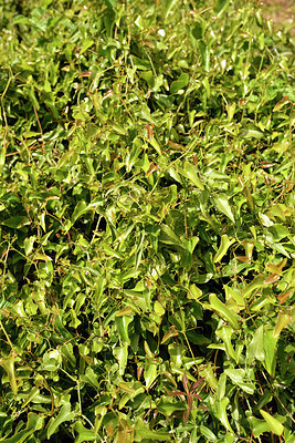 BUITEN BEELD Foto: 278241