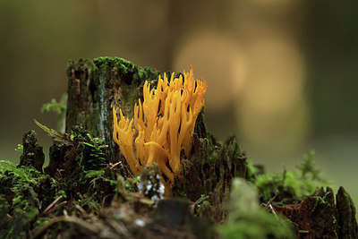 BUITEN BEELD Foto: 278246