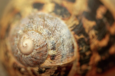 BUITEN BEELD Foto: 278276