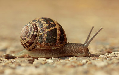 BUITEN BEELD Foto: 278277
