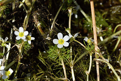 BUITEN BEELD Foto: 278319