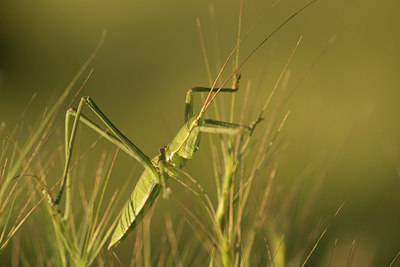 BUITEN BEELD Foto: 278324