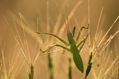 BUITEN BEELD Foto: 278325