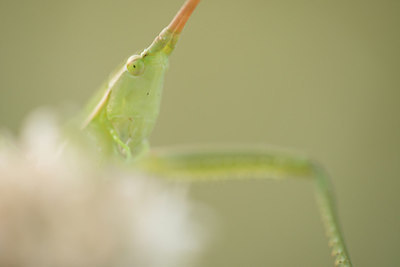 BUITEN BEELD Foto: 278326