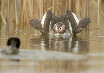 BUITEN BEELD Foto: 278345