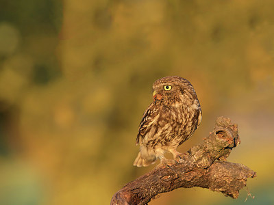 BUITEN BEELD Foto: 278346