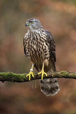 BUITEN BEELD Foto: 278351