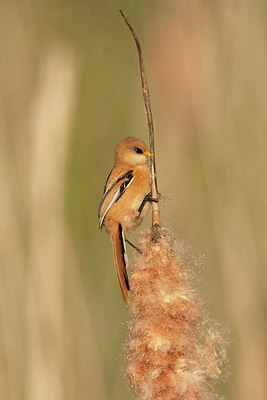 BUITEN BEELD Foto: 278366