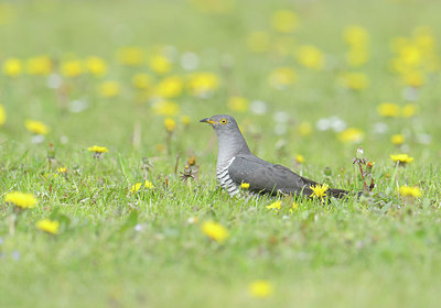 BUITEN BEELD Foto: 278382