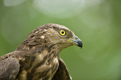 BUITEN BEELD Foto: 278389