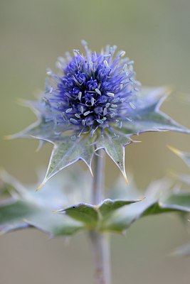 BUITEN BEELD Foto: 278403