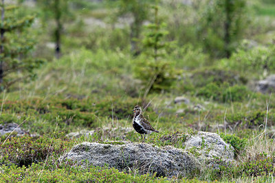 BUITEN BEELD Foto: 278417