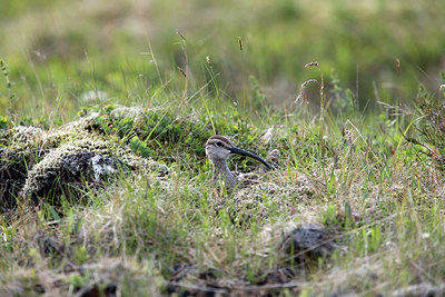 BUITEN BEELD Foto: 278430