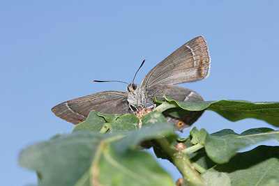 BUITEN BEELD Foto: 278442