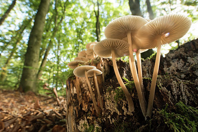 BUITEN BEELD Foto: 278468