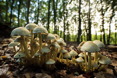 BUITEN BEELD Foto: 278469