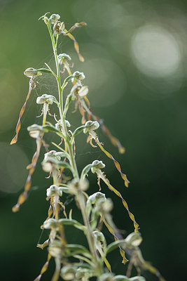 BUITEN BEELD Foto: 278472