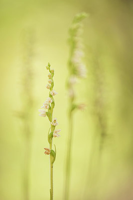 BUITEN BEELD Foto: 278475