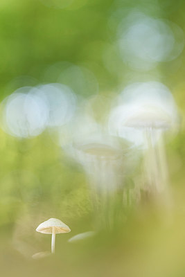BUITEN BEELD Foto: 278480