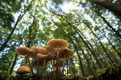 BUITEN BEELD Foto: 278490
