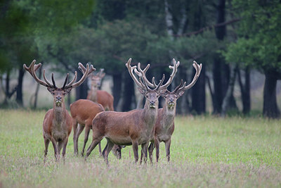 BUITEN BEELD Foto: 278497