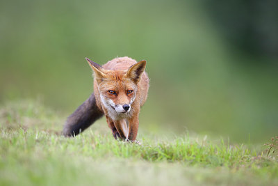 BUITEN BEELD Foto: 278501