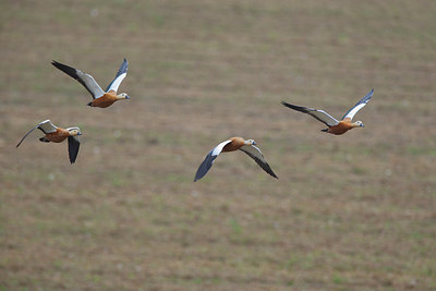 BUITEN BEELD Foto: 278504