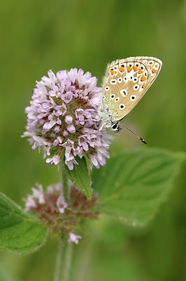 BUITEN BEELD Foto: 278511