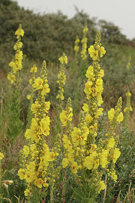 BUITEN BEELD Foto: 278522