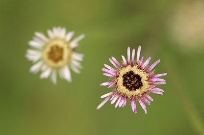 BUITEN BEELD Foto: 278523