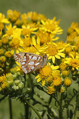 BUITEN BEELD Foto: 278526