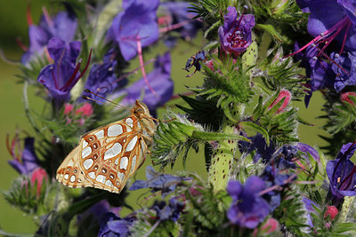 BUITEN BEELD Foto: 278529