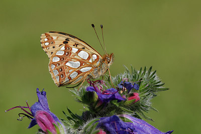 BUITEN BEELD Foto: 278530