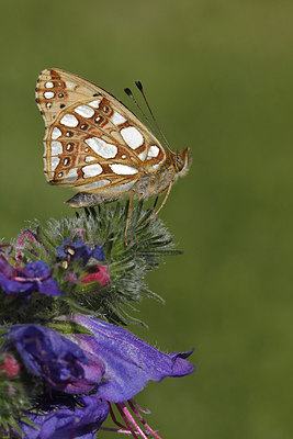 BUITEN BEELD Foto: 278531