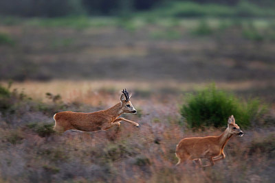 BUITEN BEELD Foto: 278537