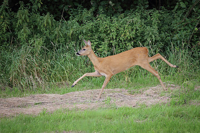 BUITEN BEELD Foto: 278539