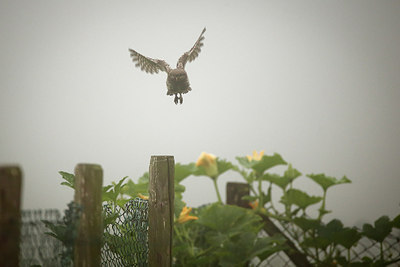 BUITEN BEELD Foto: 278551