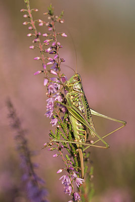 BUITEN BEELD Foto: 278557