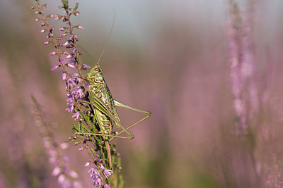 BUITEN BEELD Foto: 278558