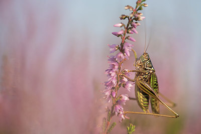 BUITEN BEELD Foto: 278560