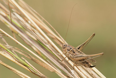 BUITEN BEELD Foto: 278570