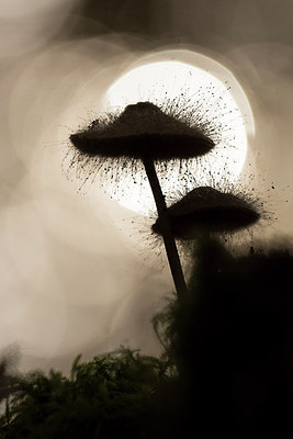 BUITEN BEELD Foto: 278575