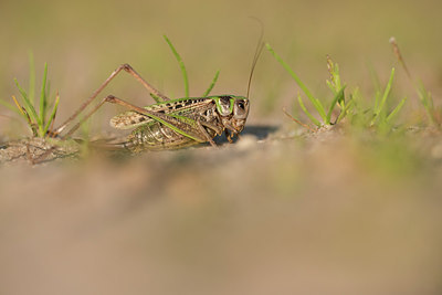 BUITEN BEELD Foto: 278581