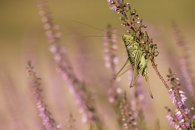 BUITEN BEELD Foto: 278586