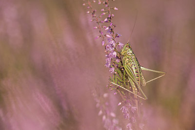 BUITEN BEELD Foto: 278588