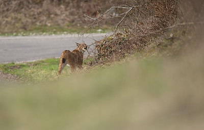 BUITEN BEELD Foto: 278600